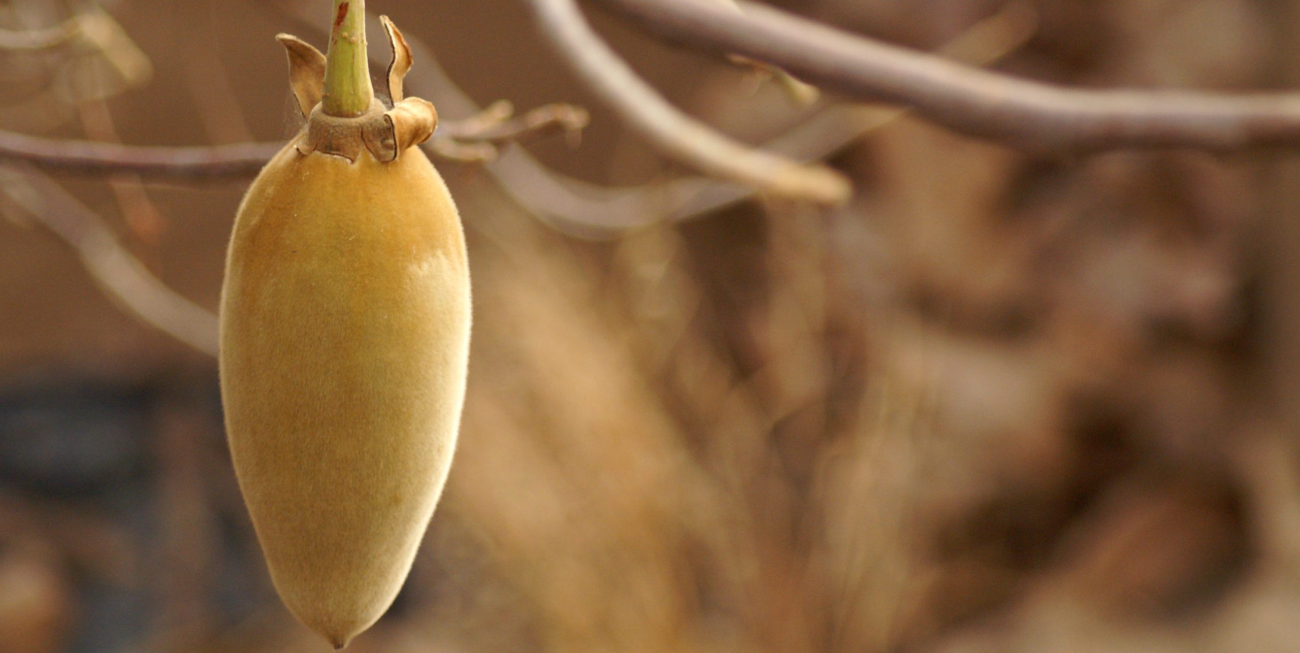 Baobab-Frucht