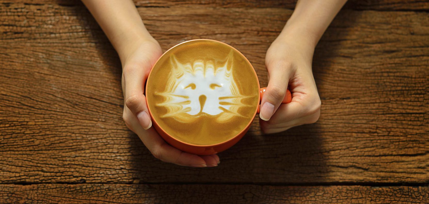 Katze aus Kakao auf Katzenkaffee
